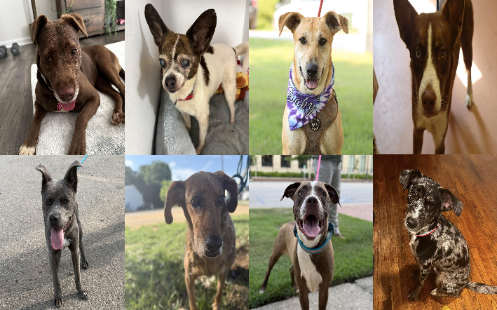 20260805pups
