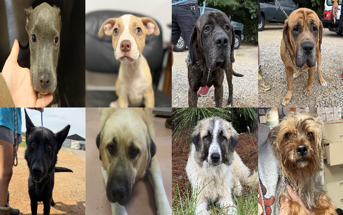 20260812pups