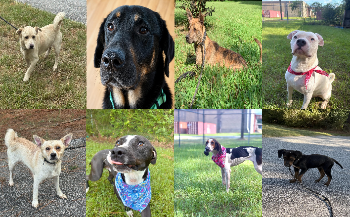 20260810pups