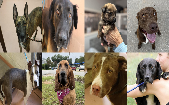 20260803pups