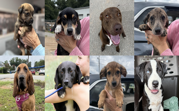 20260804pups