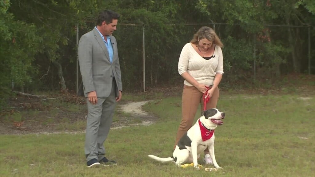 Pawmetto Lifeline Pet Of The Week: Sanders