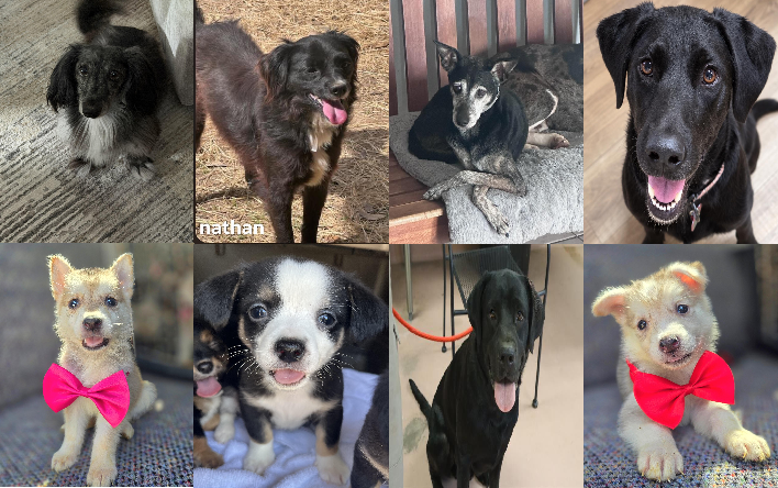 20260914pups