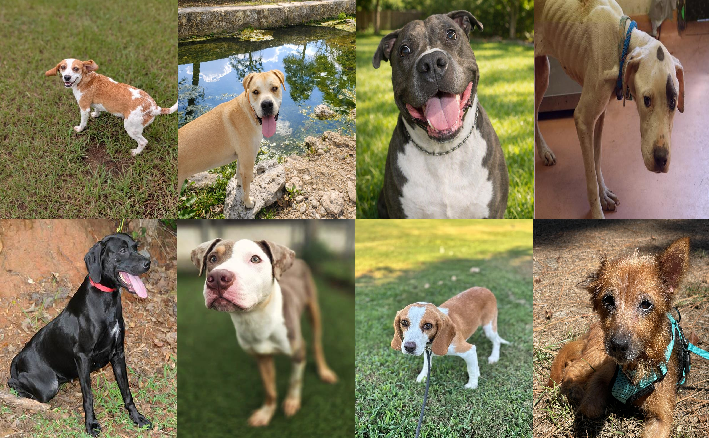 20260917pups