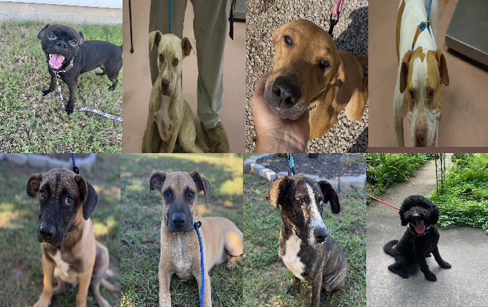 20260909pups