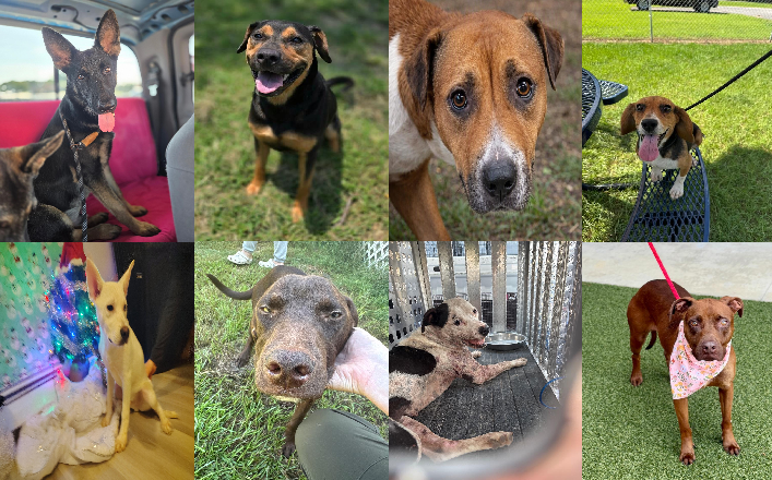 20260907pups