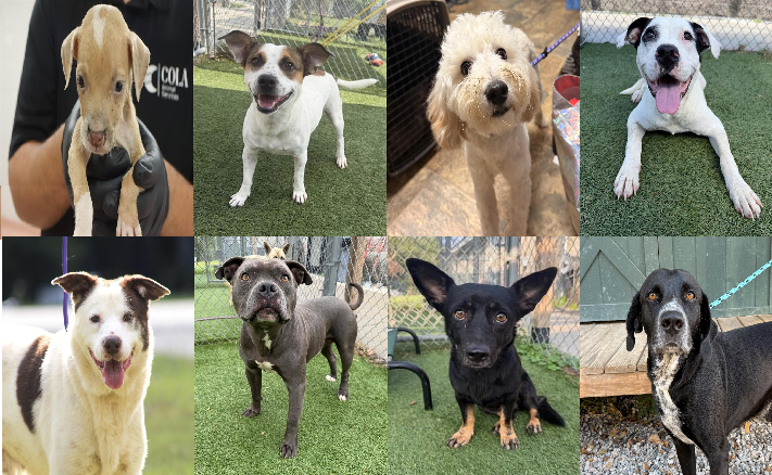 20260918pups