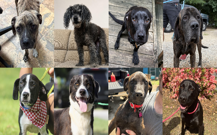 20260921pups