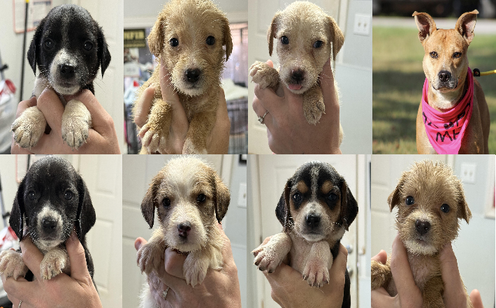 20260922pups