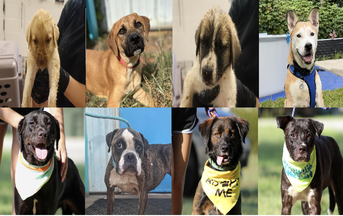 20260904pups