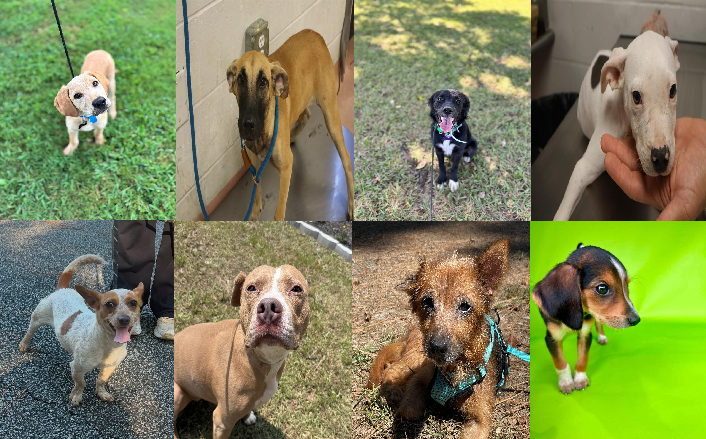 20260924pups
