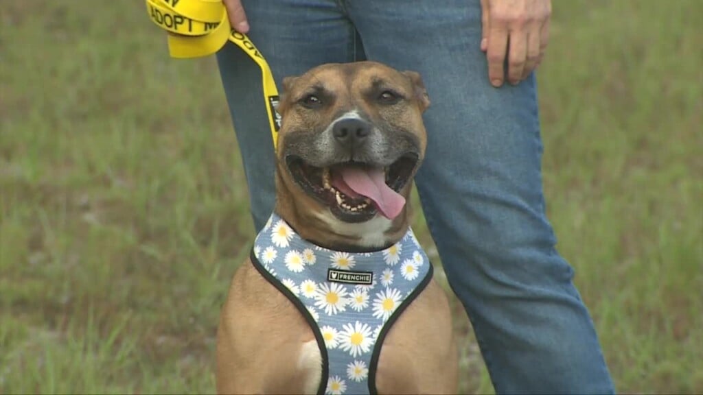 Animal Protection League Pet Of The Week: Eve
