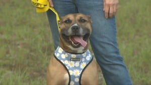 Animal Protection League Pet Of The Week: Eve