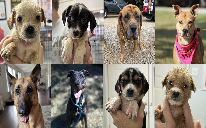 20260923pups