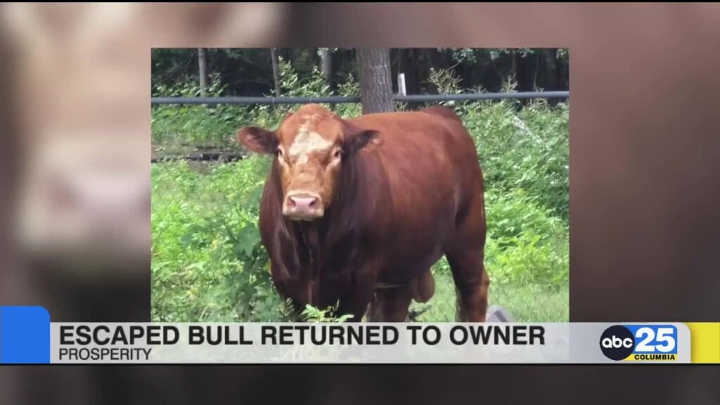 Escaped Bull Returned To Owner In Prosperity