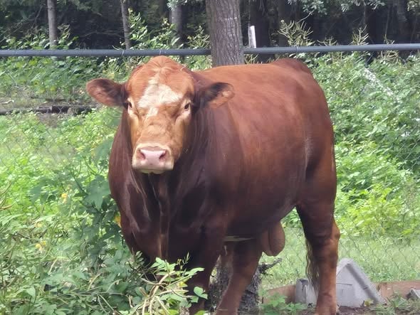 20260908bull2