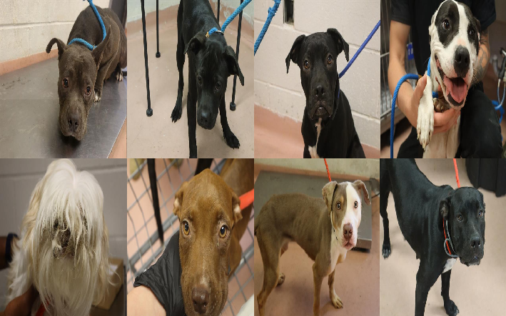 20260901pups
