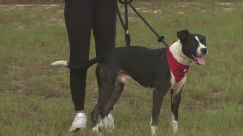 Pet Of The Week: Rhett