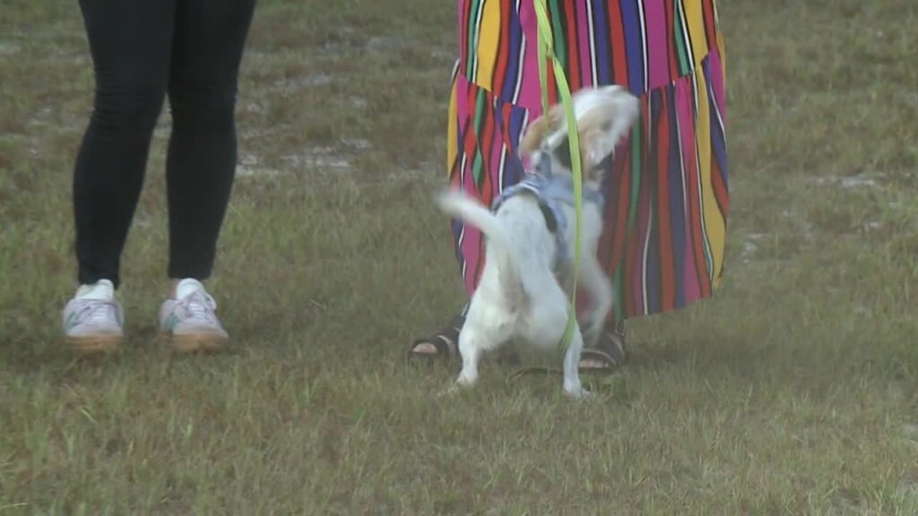 Pawmetto Pet Of The Week: Ace