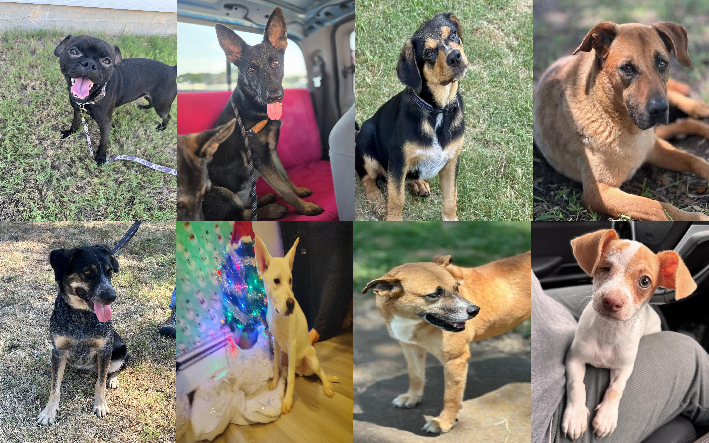 20260908pups