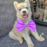 Pixie
