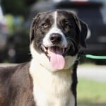 Duke