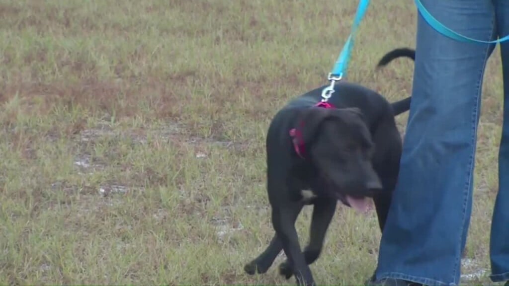 Pet Of The Week: Pascal