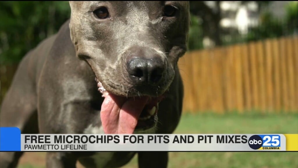 Free Microchips For Pit Bulls And Pit Mixes