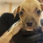 Darla