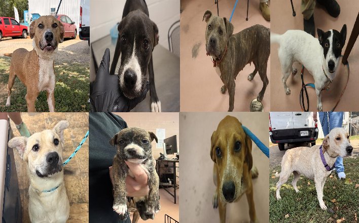 20260916pups
