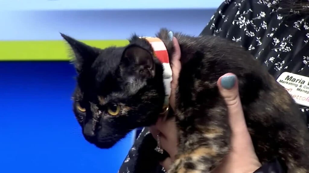 Pawmetto Pet Of The Week: Baby Bop
