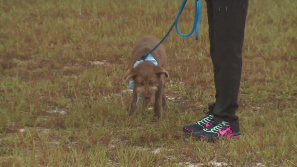 Petsinc Pet Of The Week: Cody