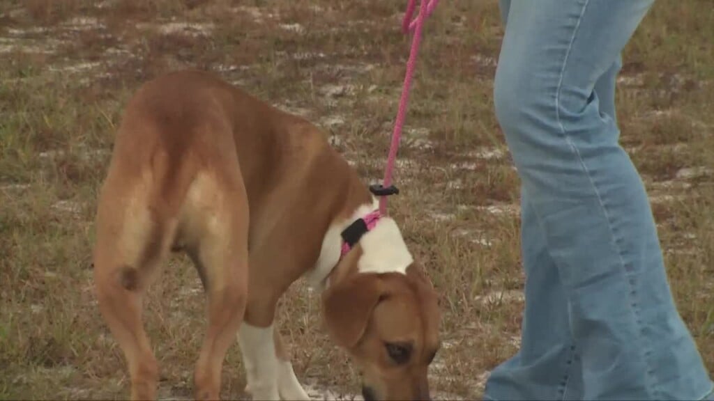 Lexington Pet Of The Week: Crysto