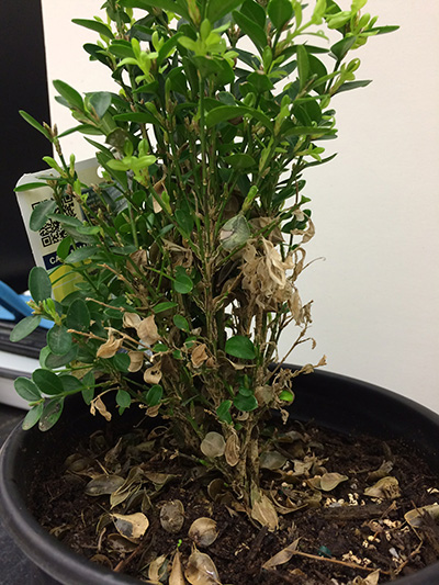 Boxwood Blight Fungus Found In Troy Lowe S Garden Center Alabama News