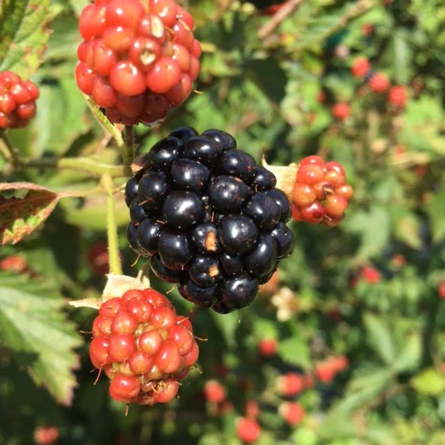 Positively Alabama Barber Berry Farm Alabama News