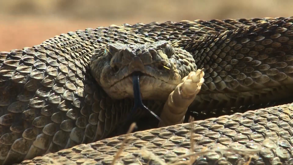 Tips to Help You Stay Safe from Snakes this Summer Alabama News
