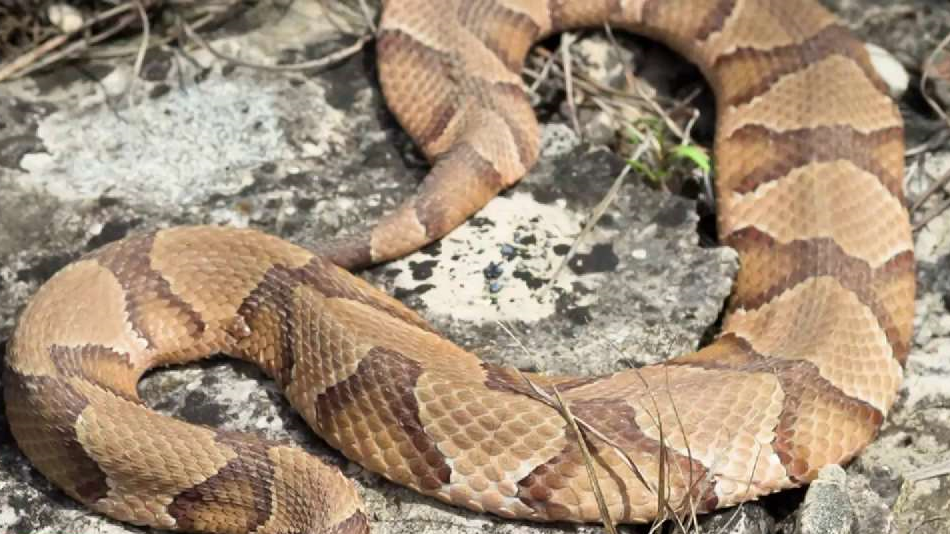 Selma Woman Survives Multiple Bites From Poisonous Snake - Alabama News