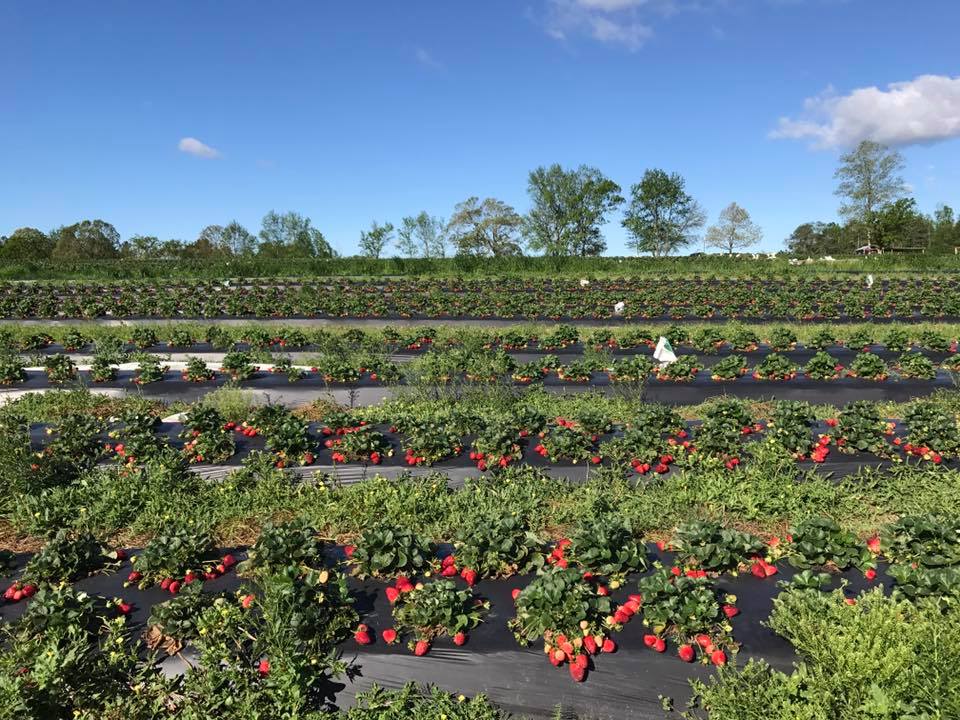 Strawberry Crop is Ripe for Picking at Verbena Farm Alabama News
