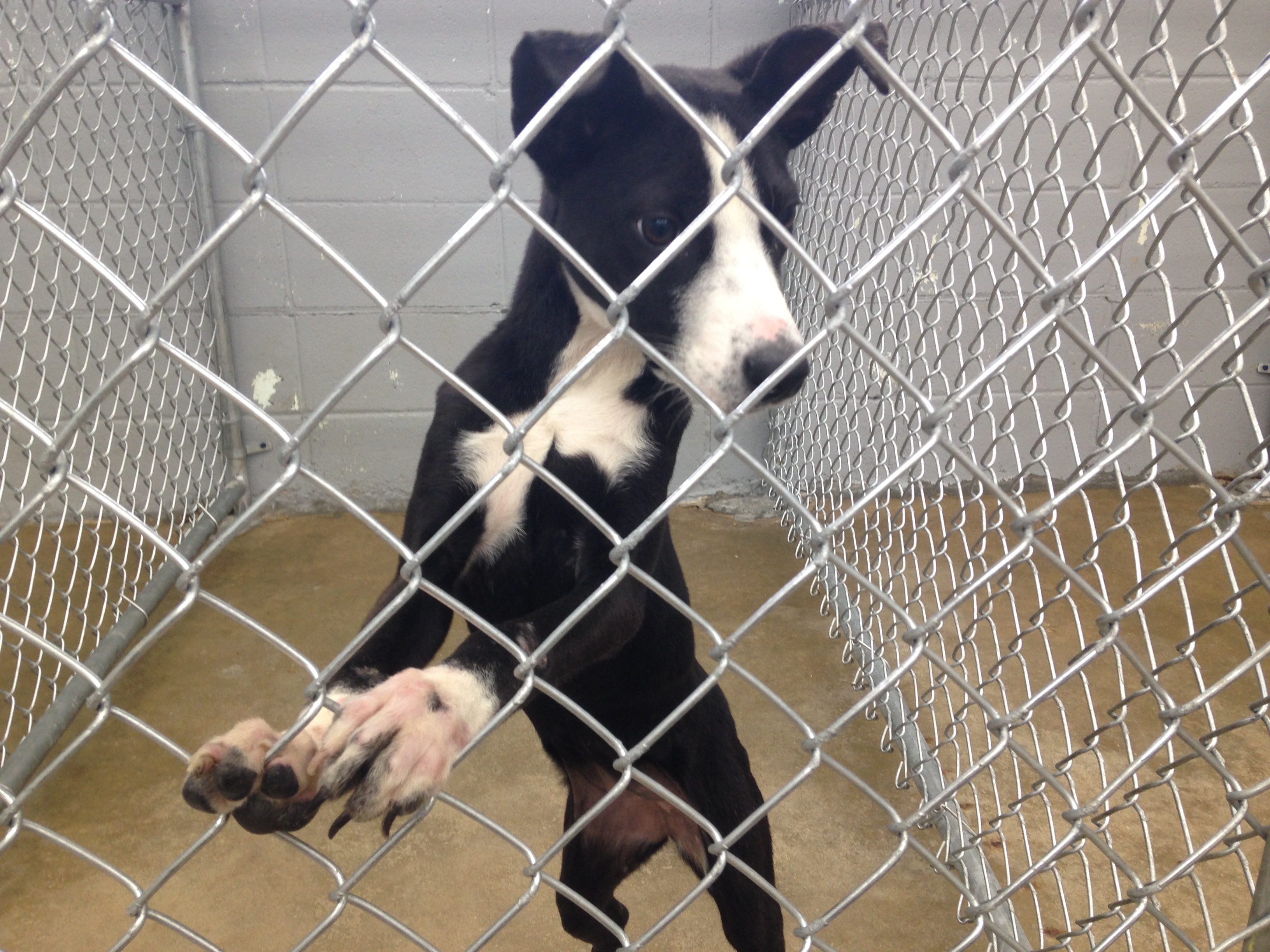 butler humane society dogs