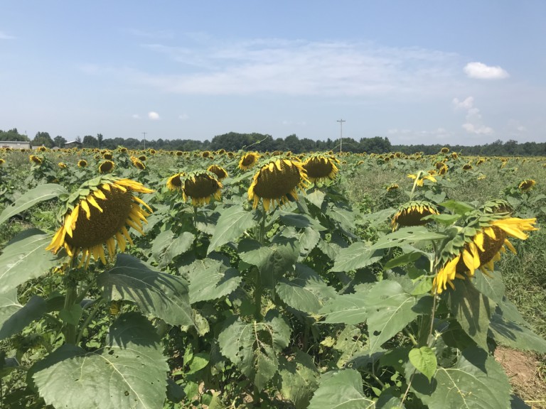 Sunflower Field Brings Visitors to Autaugaville Alabama News
