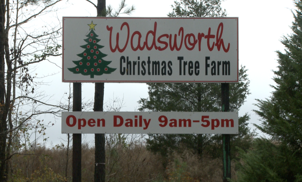 Live Christmas Tree Farm Season Winding Down Alabama News