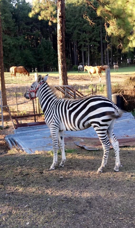 Reward for 4 Farm Animals, Including Zebra Killed in Covington Co