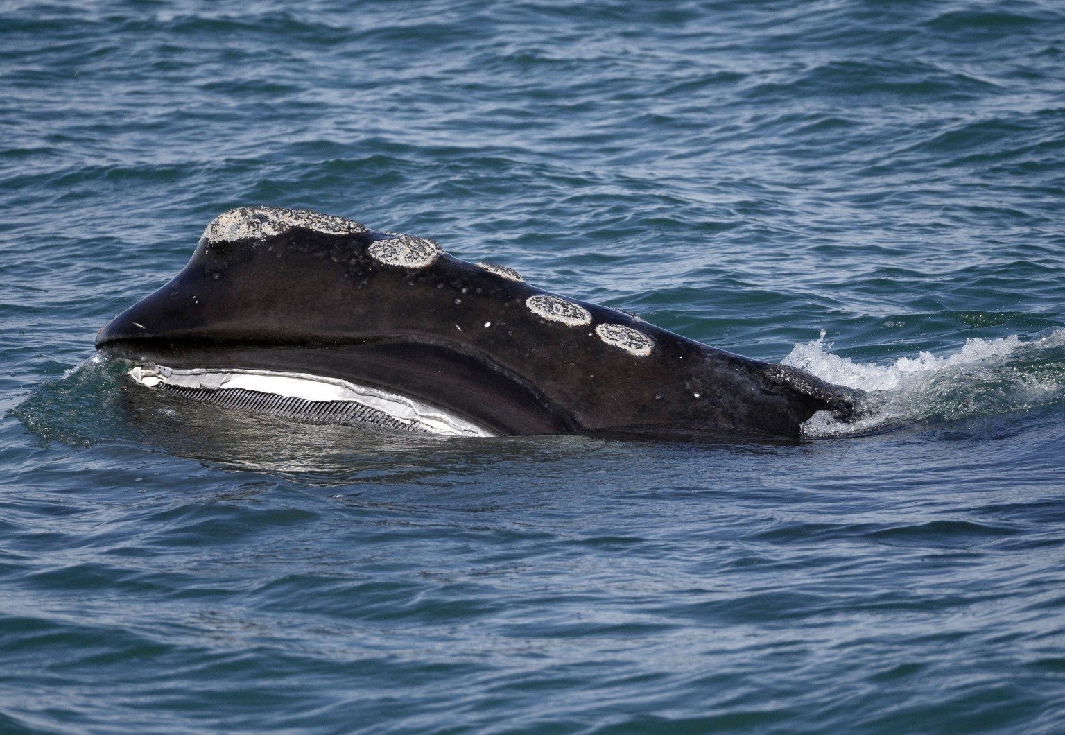 North Atlantic Right Whales Smaller Sizes Making It Hard For Them To