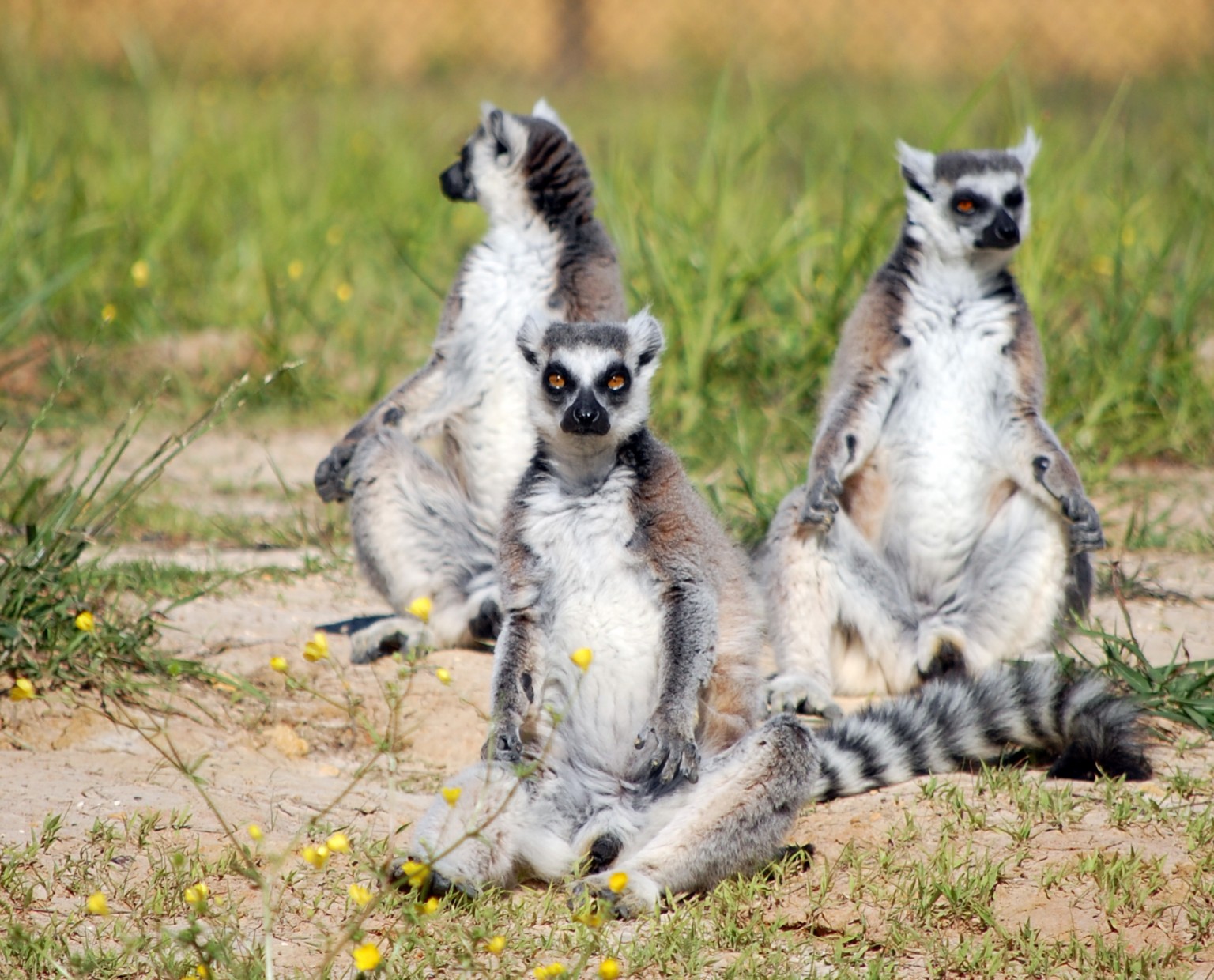 alabama-safari-park-welcomes-new-endangered-species-to-park-exhibit