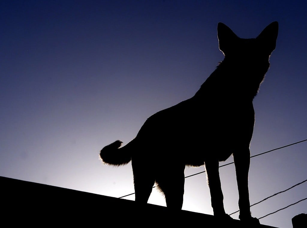 A Dog Stands On A Roof During A Visit By United Nations High Commissioner For Refugees Ruud Lubbers.