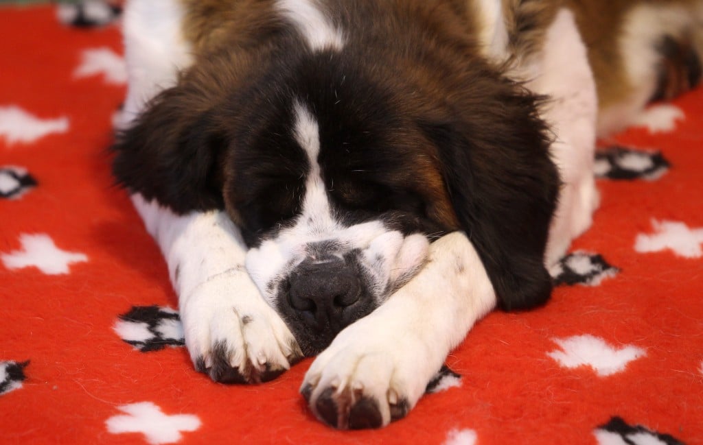 A Swiss Saint Bernard Dog Sleeps On A Rug At The Hund 2010 Dog Exhibition In The Town Of Winterthur North Of Zurich