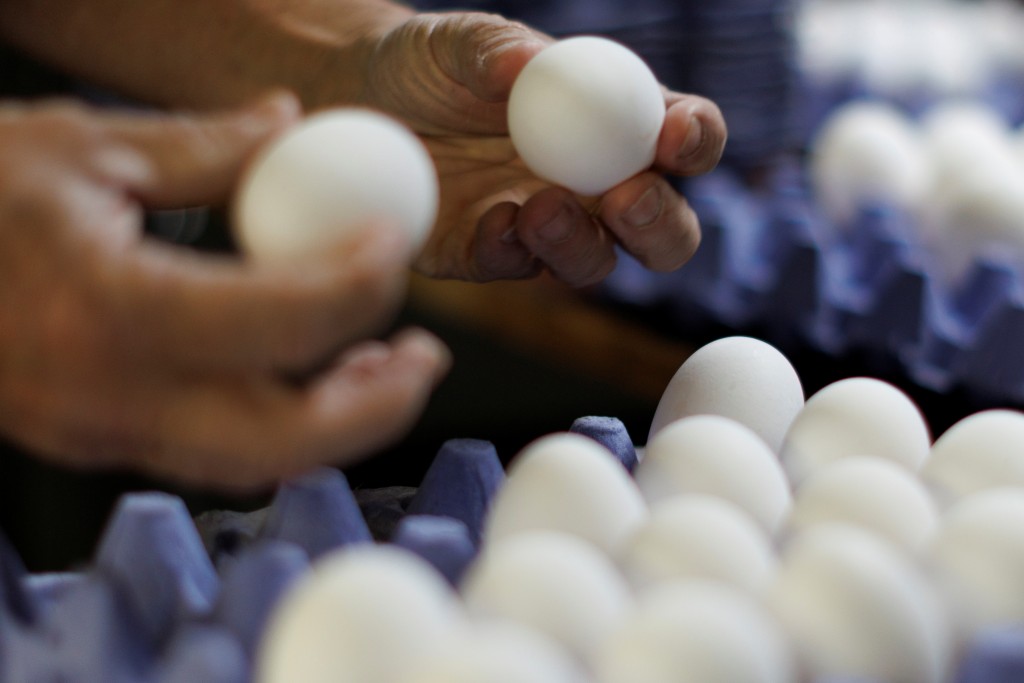 A Worker Sorts Cage Free Chicken Eggs At Hilliker's Ranch Fresh Eggs In Lakeside