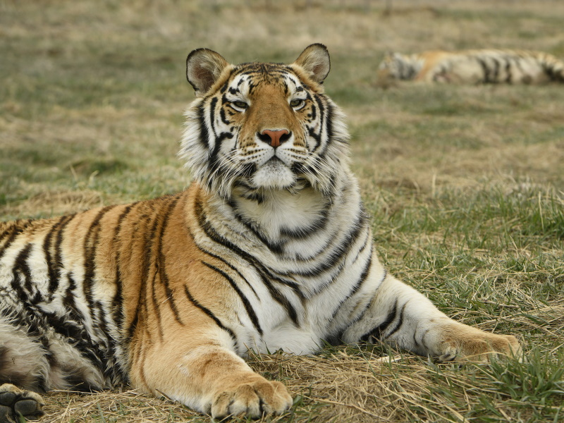 ‘tiger King’ Star Joe Exotic Says He Got Married In Prison