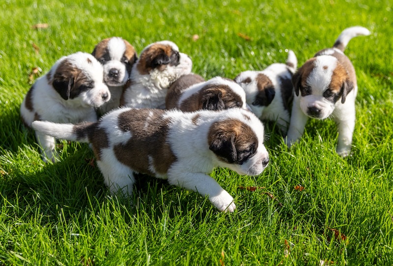 Nhl Announces Stanley Pup Will Return With 32 Adoptable Dogs