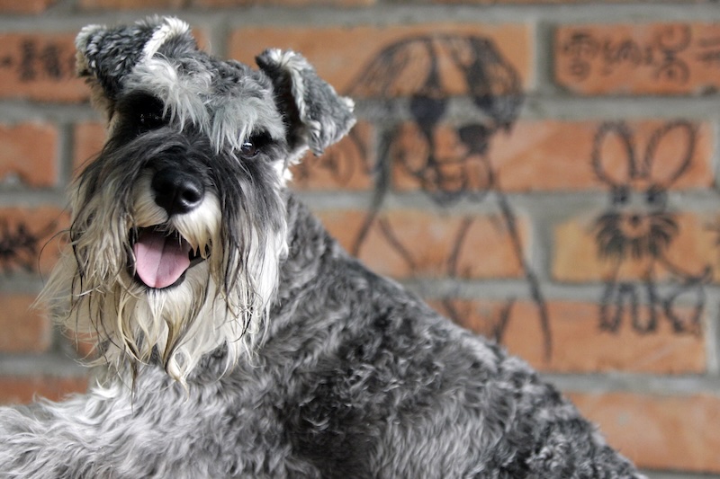 Dog Sports Docuseries ‘a Different Breed’ Set At Prime Video